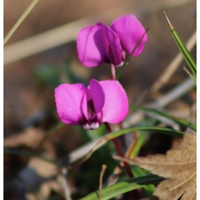 Cyclamen Coum ssp. Coum