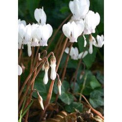 Cyclamen Neapolitanum Album