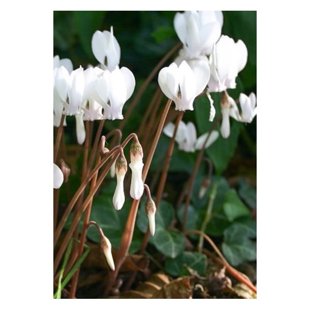 Cyclamen Neapolitanum Album