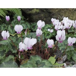Cyclamen Neapolitanum