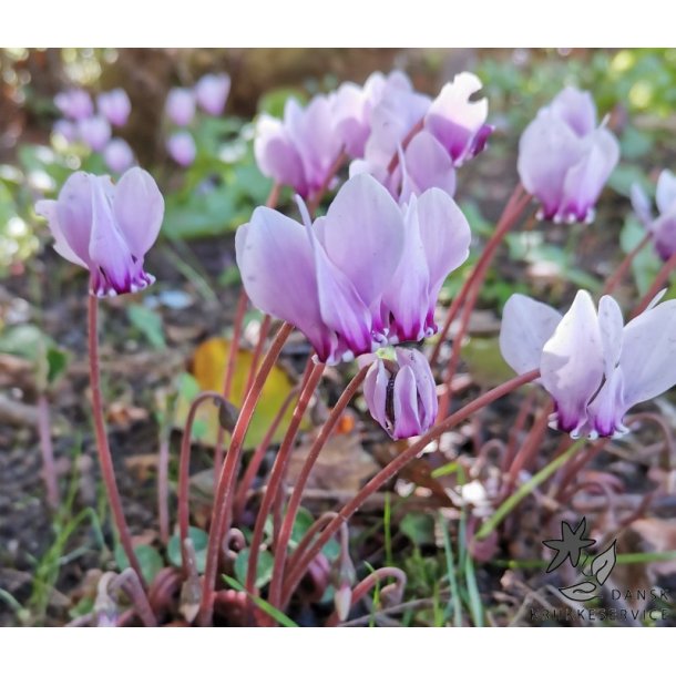 Cyclamen Neapolitanum