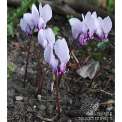 Cyclamen Neapolitanum