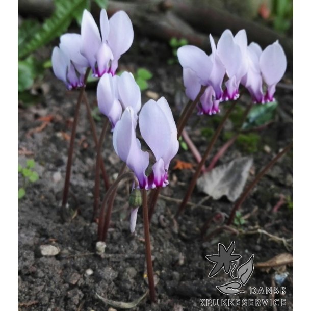 Cyclamen Neapolitanum