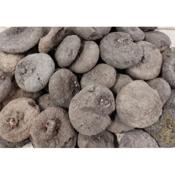 Cyclamen Neapolitanum