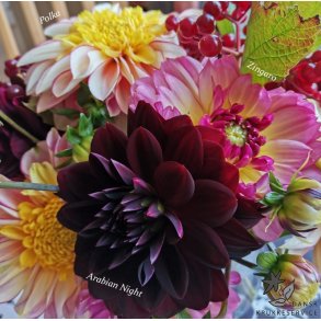 Dahlia Arabian Night