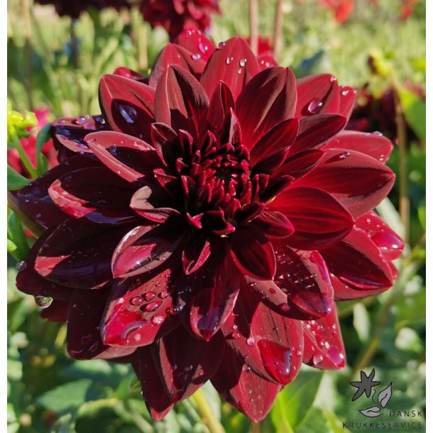 Dahlia Arabian Night