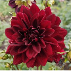 Dahlia Arabian Night