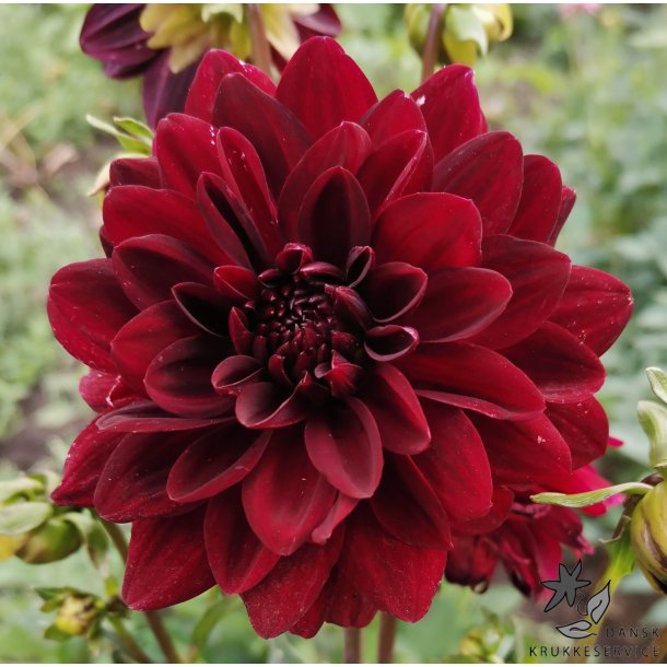 Dahlia Arabian Night