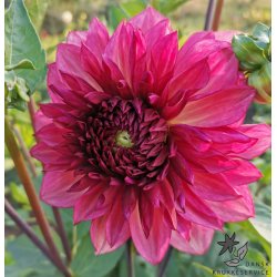 Dahlia Bacardi