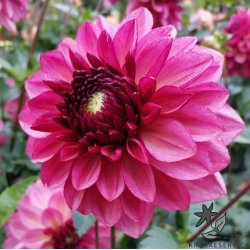 Dahlia Bacardi