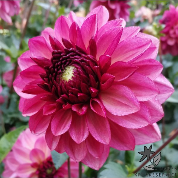 Dahlia Bacardi