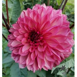 Dahlia Bacardi
