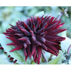 Dahlia Black Jack