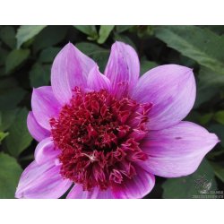 Dahlia Blue Bayou