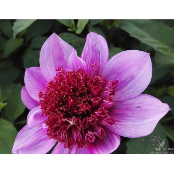 Dahlia Blue Bayou
