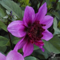 Dahlia Blue Bayou