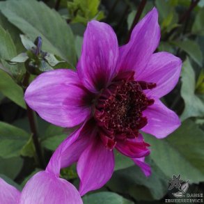 Dahlia Blue Bayou