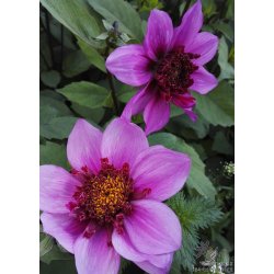 Dahlia Blue Bayou