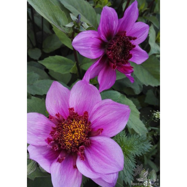 Dahlia Blue Bayou
