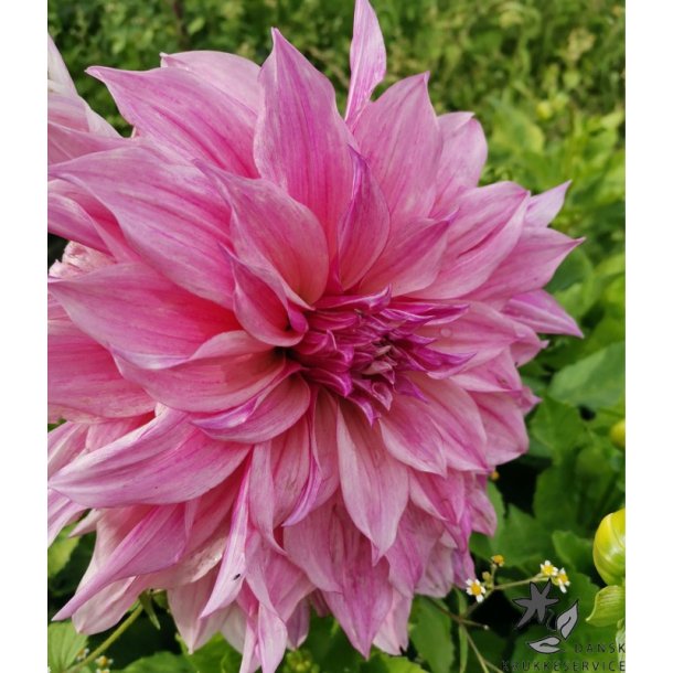 Dahlia Cafe au lait Rose