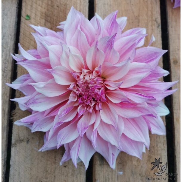 Dahlia Cafe au lait Royal