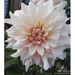 Dahlia Cafe au lait