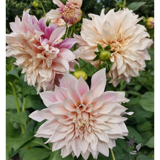 Dahlia Cafe au lait