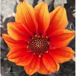 Dahlia Catherine Deneuve