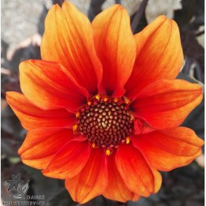 Dahlia Catherine Deneuve