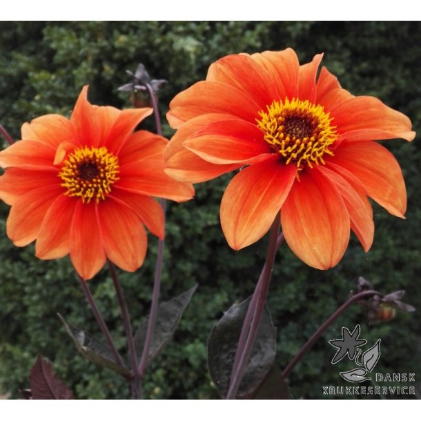 Dahlia Catherine Deneuve