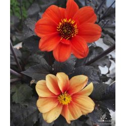 Dahlia Catherine Deneuve