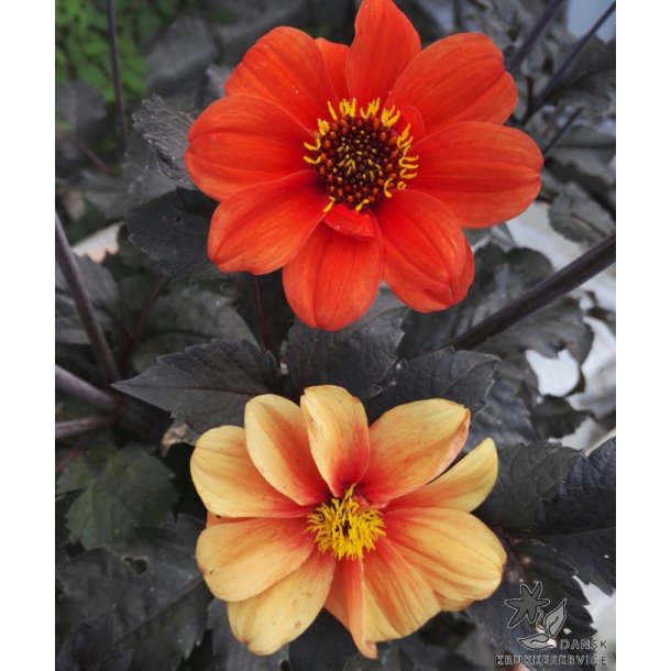 Dahlia Catherine Deneuve