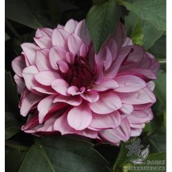 Dahlia Creme de Casis