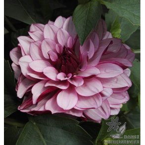 Dahlia Creme de Casis