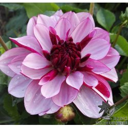 Dahlia Creme de Casis
