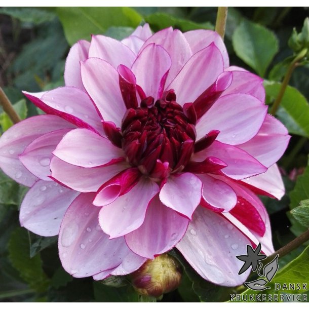 Dahlia Creme de Casis
