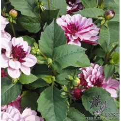 Dahlia Creme de Casis