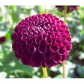 Dahlia Downham Royal