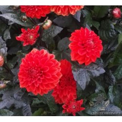 Dahlia Ellen Houston