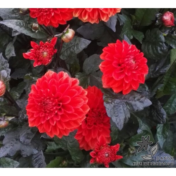 Dahlia Ellen Houston