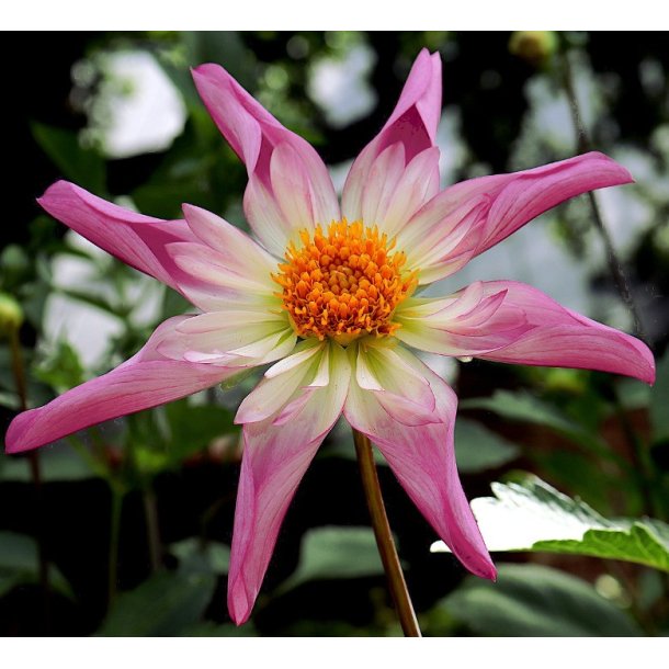 Dahlia Fancy Pants