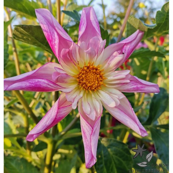 Dahlia Fancy Pants