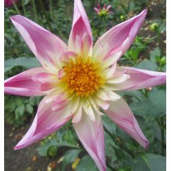 Dahlia Fancy Pants