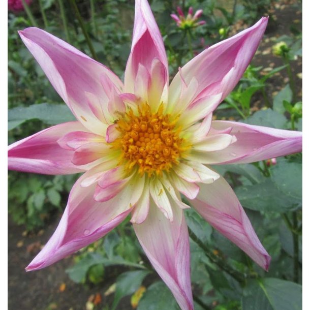 Dahlia Fancy Pants