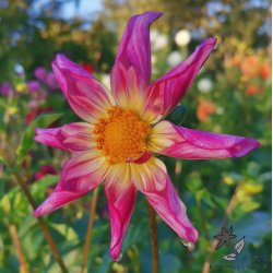 Dahlia Fancy Pants