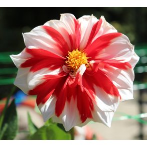 Dahlia Fire and Ice (Canadian Celebration)