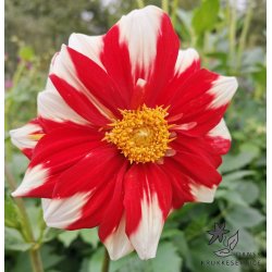 Dahlia Fire and Ice (Canadian Celebration)