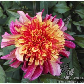 Dahlia Floorinoor