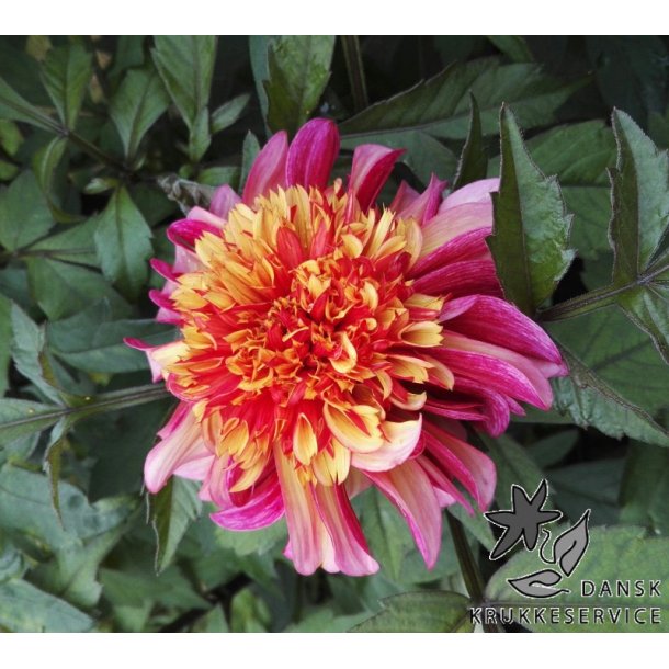 Dahlia Floorinoor