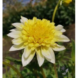 Dahlia Freya's Paso Doble